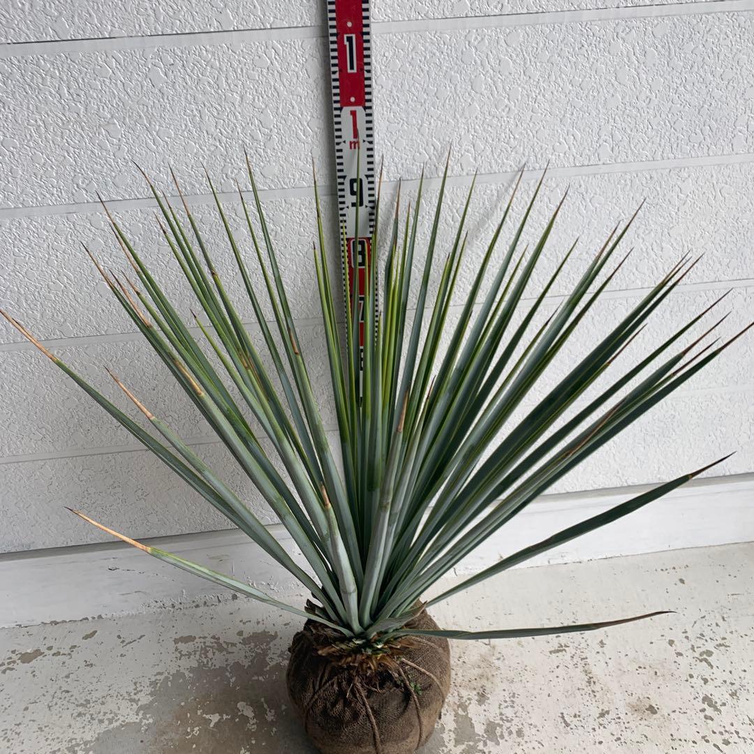 ユッカ　リギダ　【耐寒性/ロストラータ/ドライガーデン/ロックガーデン 】17