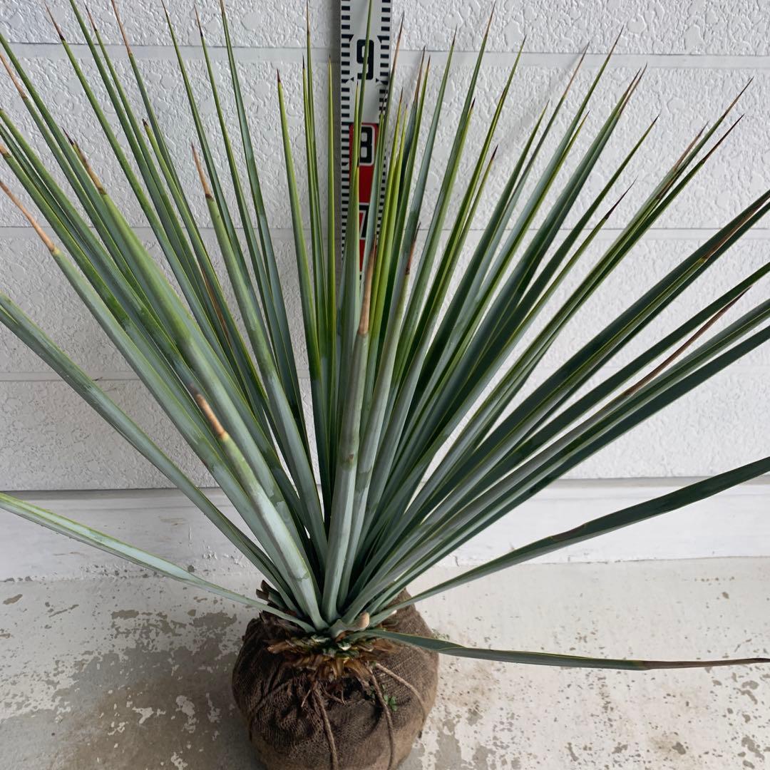 ユッカ　リギダ　【耐寒性/ロストラータ/ドライガーデン/ロックガーデン 】17