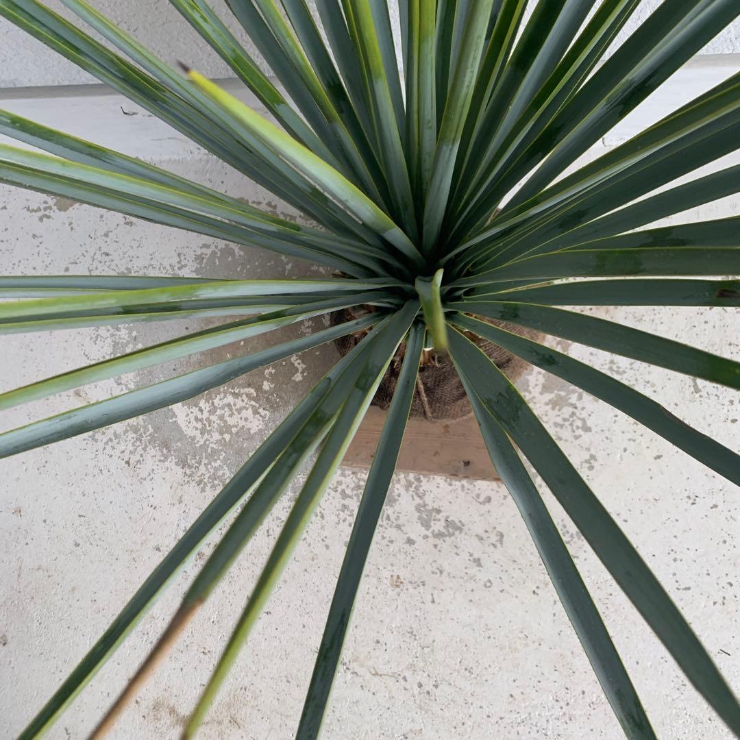 ユッカ　リギダ　【耐寒性/ロストラータ/ドライガーデン/ロックガーデン 】17