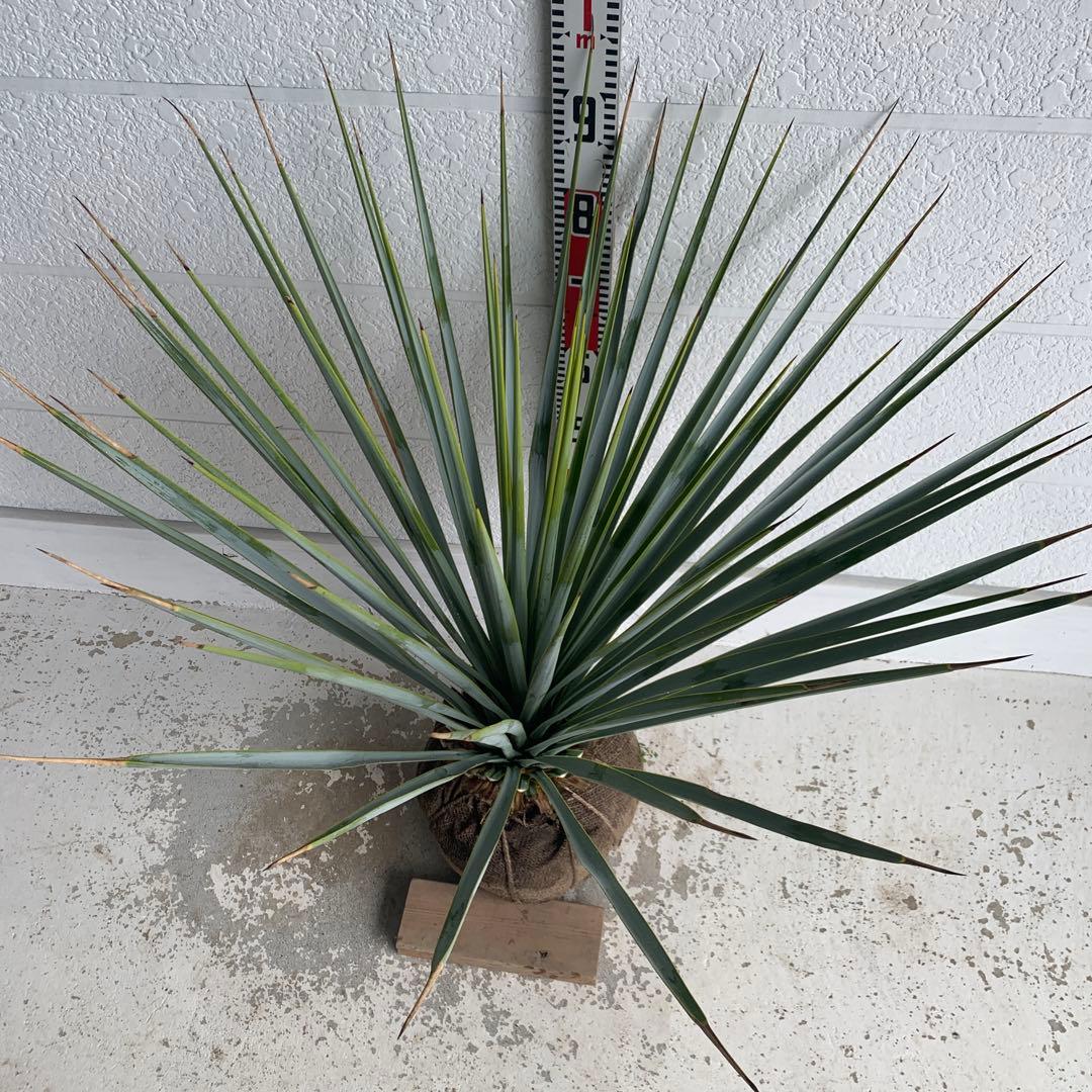 ユッカ　リギダ　【耐寒性/ロストラータ/ドライガーデン/ロックガーデン 】17