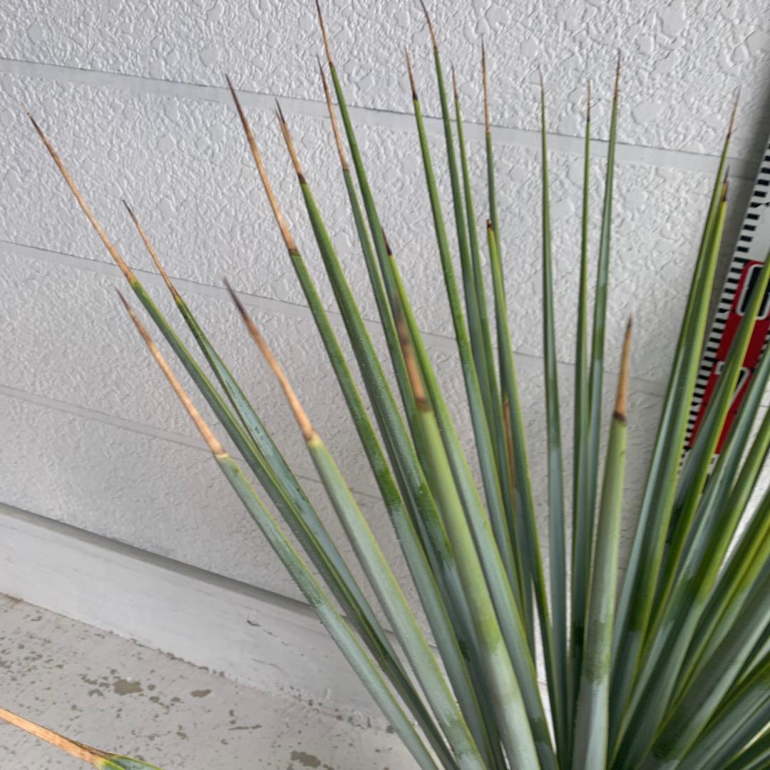 ユッカ　リギダ　【耐寒性/ロストラータ/ドライガーデン/ロックガーデン 】17