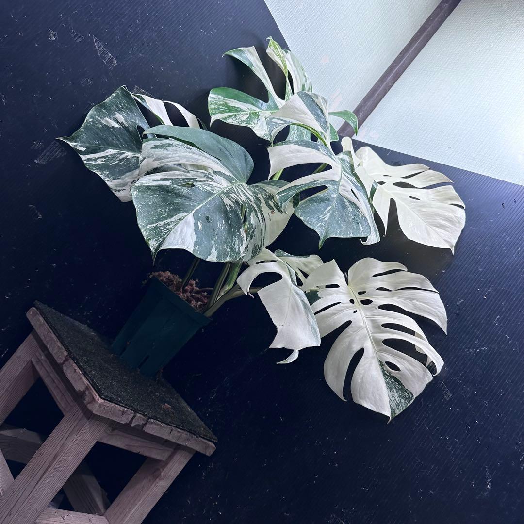 ロ*ン様 斑入りモンステラ ホワイトタイガー極美大株61cm白斑多