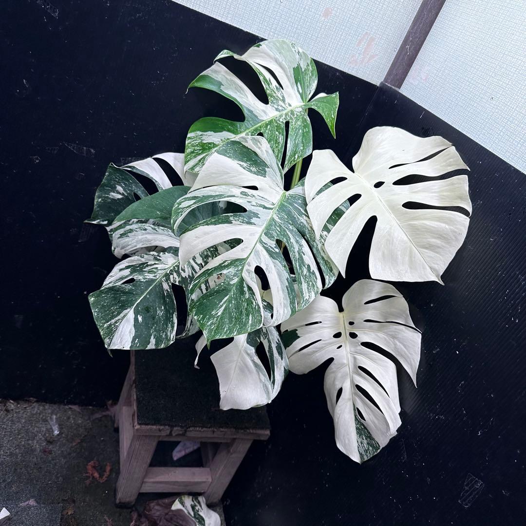 ロ*ン様 斑入りモンステラ ホワイトタイガー極美大株61cm白斑多