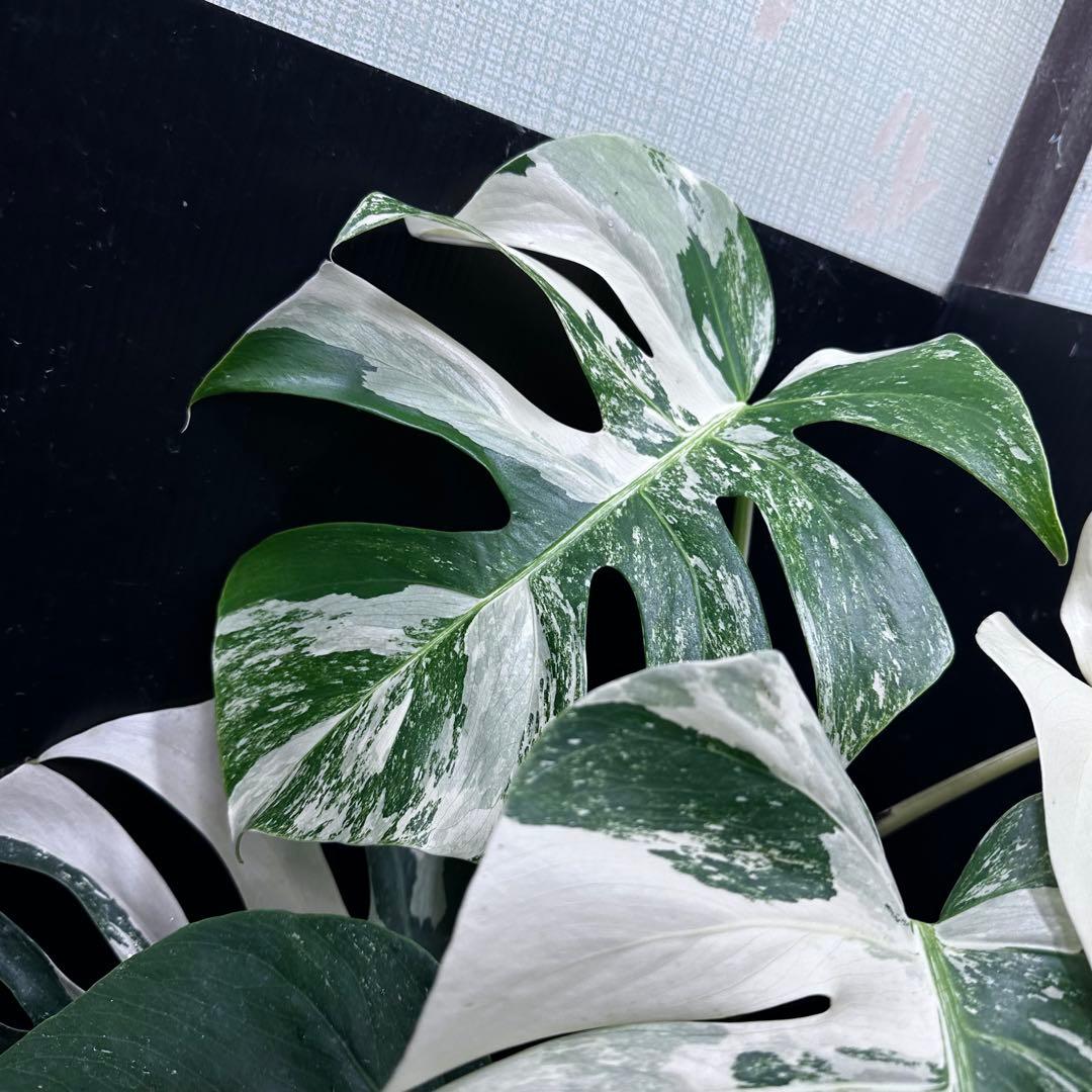 ロ*ン様 斑入りモンステラ ホワイトタイガー極美大株61cm白斑多
