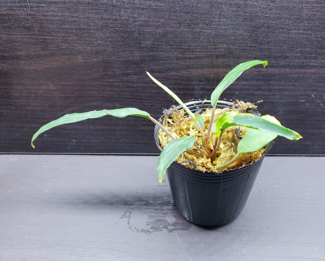 ホマロメナ sp. Greennarrow mamasa スラウェシ　カミハタ便