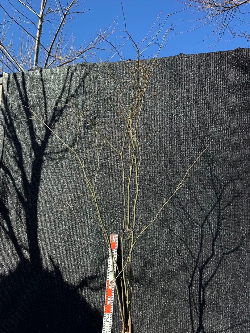 山採り　ヤマモミジ　株立ち　美幹　自然樹形　【品番3527】