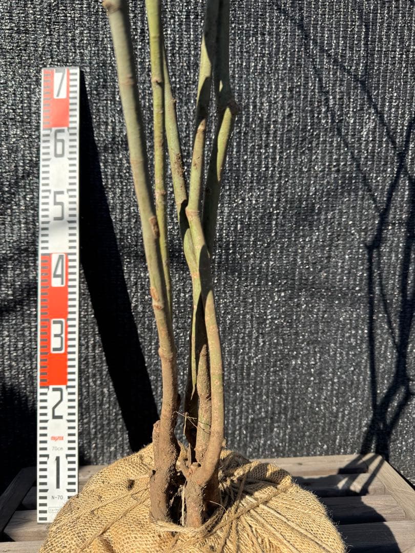 山採り　ヤマモミジ　株立ち　美幹　自然樹形　【品番3527】