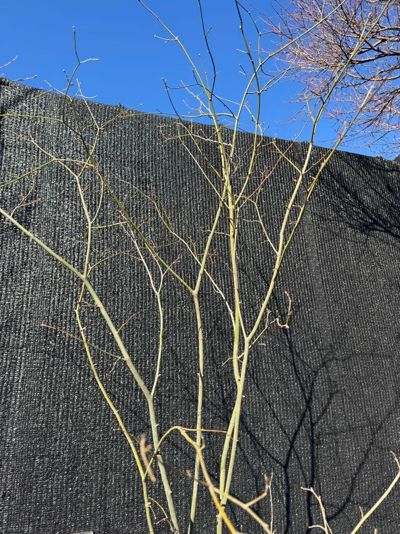 山採り　ヤマモミジ　株立ち　美幹　自然樹形　【品番3527】