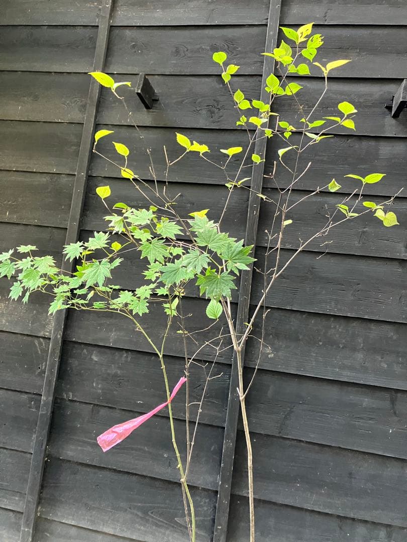 2 山採り コハウチワカエデ ミヤマガマズミ 混合株