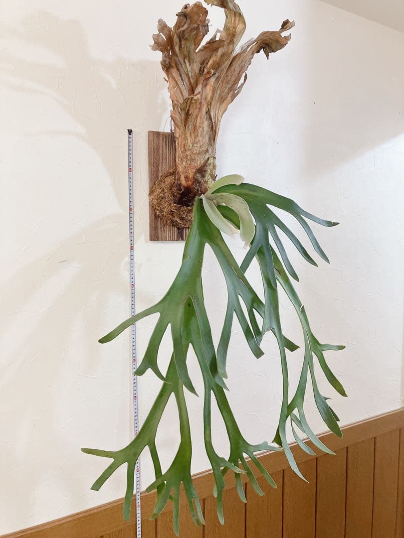 特大ビカクシダ ウィリンキーwild