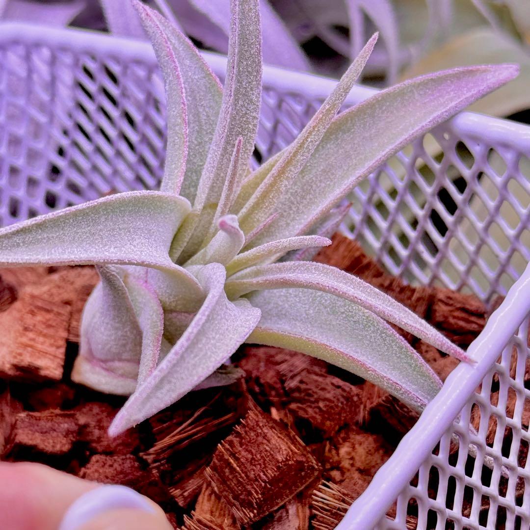 ケ*ン様 T. ehlersiana x chiapensis