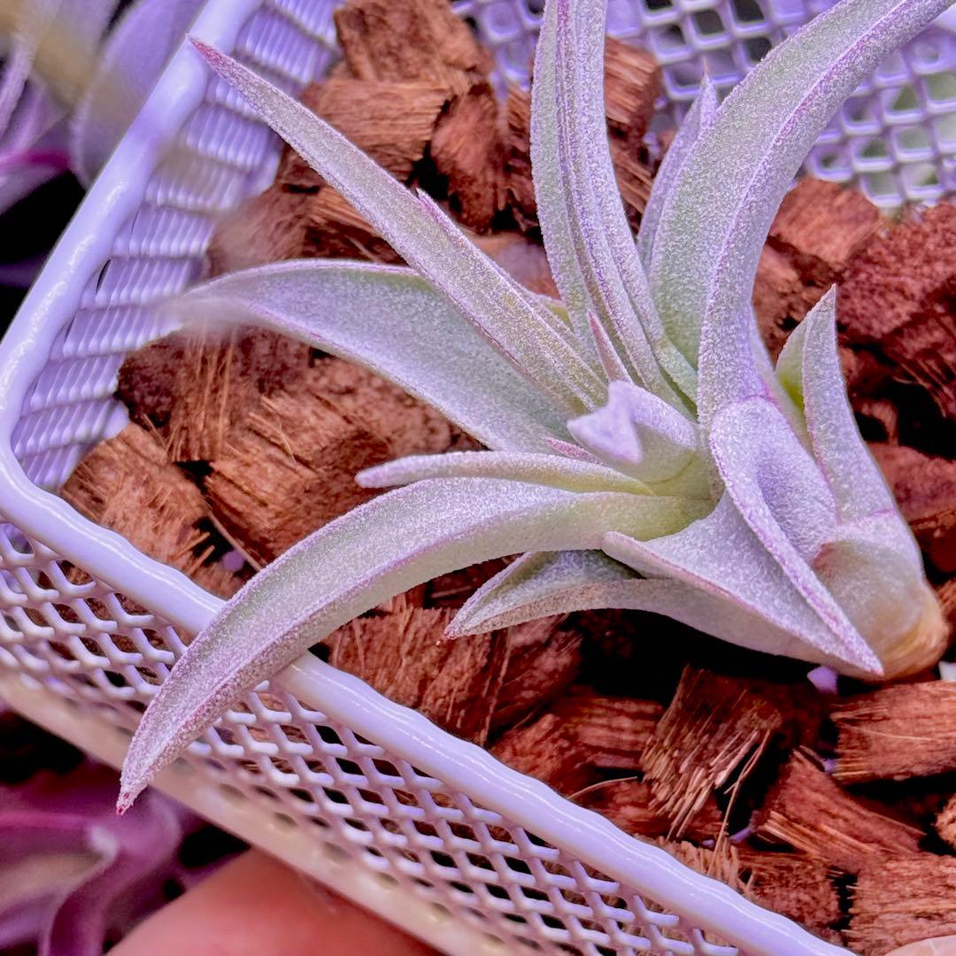 ケ*ン様 T. ehlersiana x chiapensis