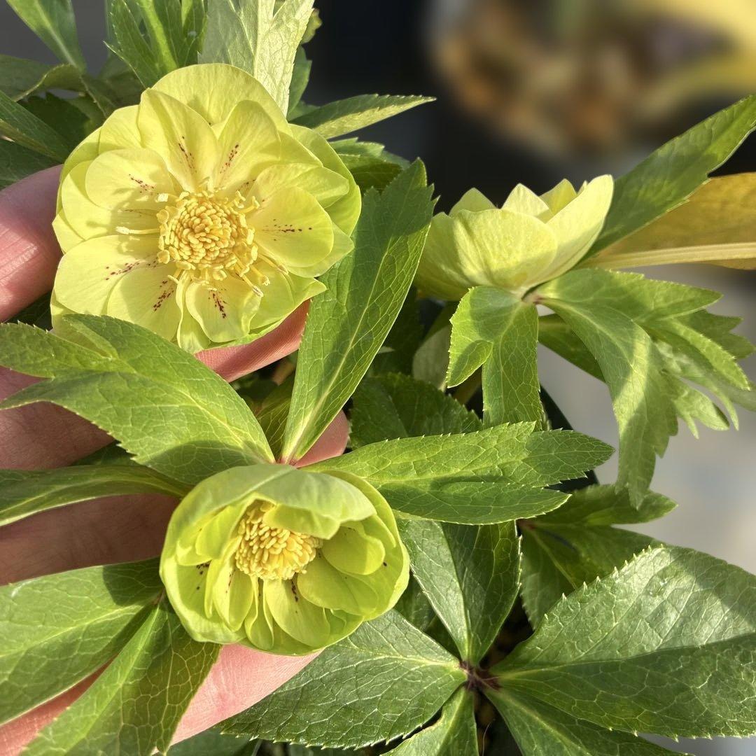 今日まで　クリスマスローズ　グリーンゴールド　　６寸