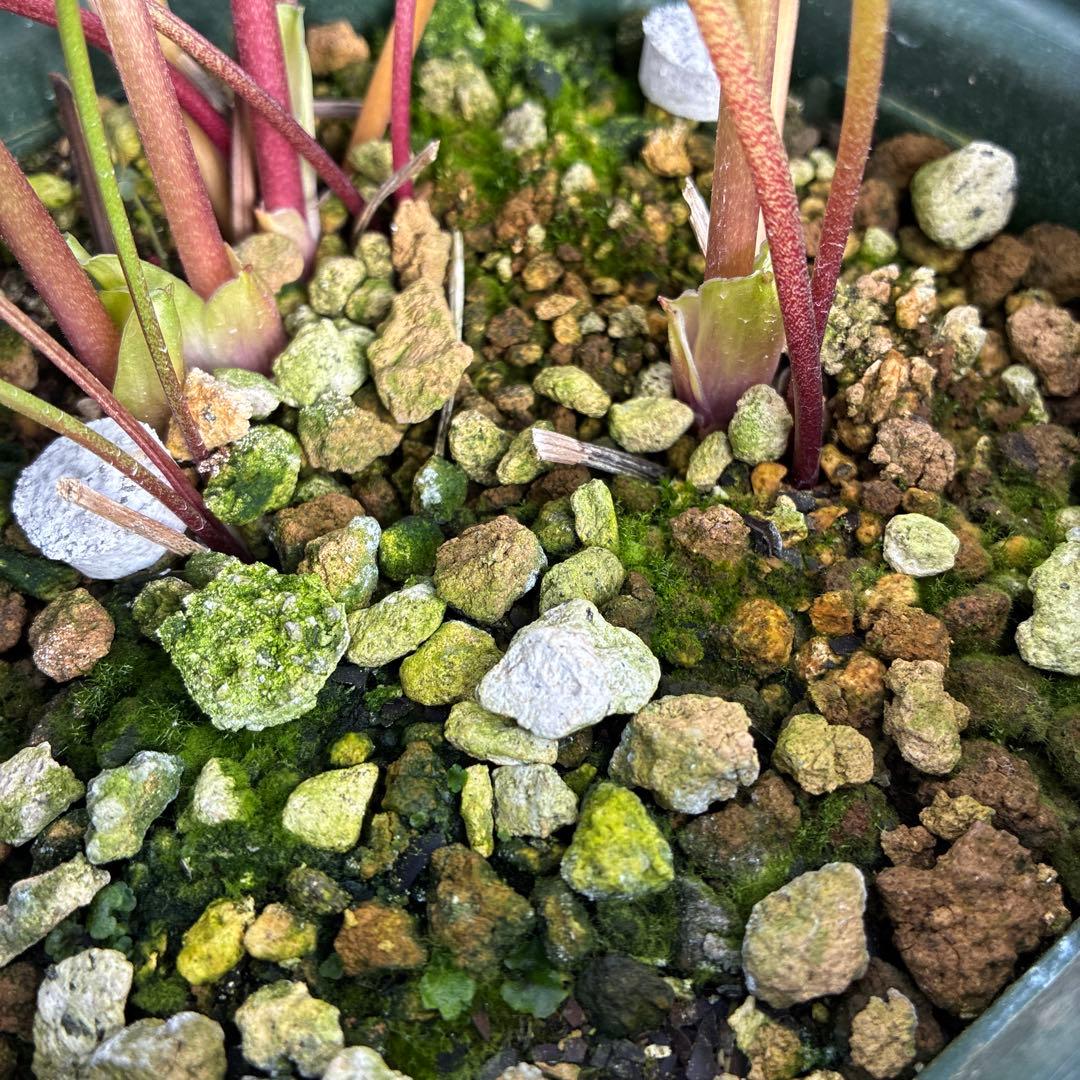 今日まで　クリスマスローズ　グリーンゴールド　　６寸