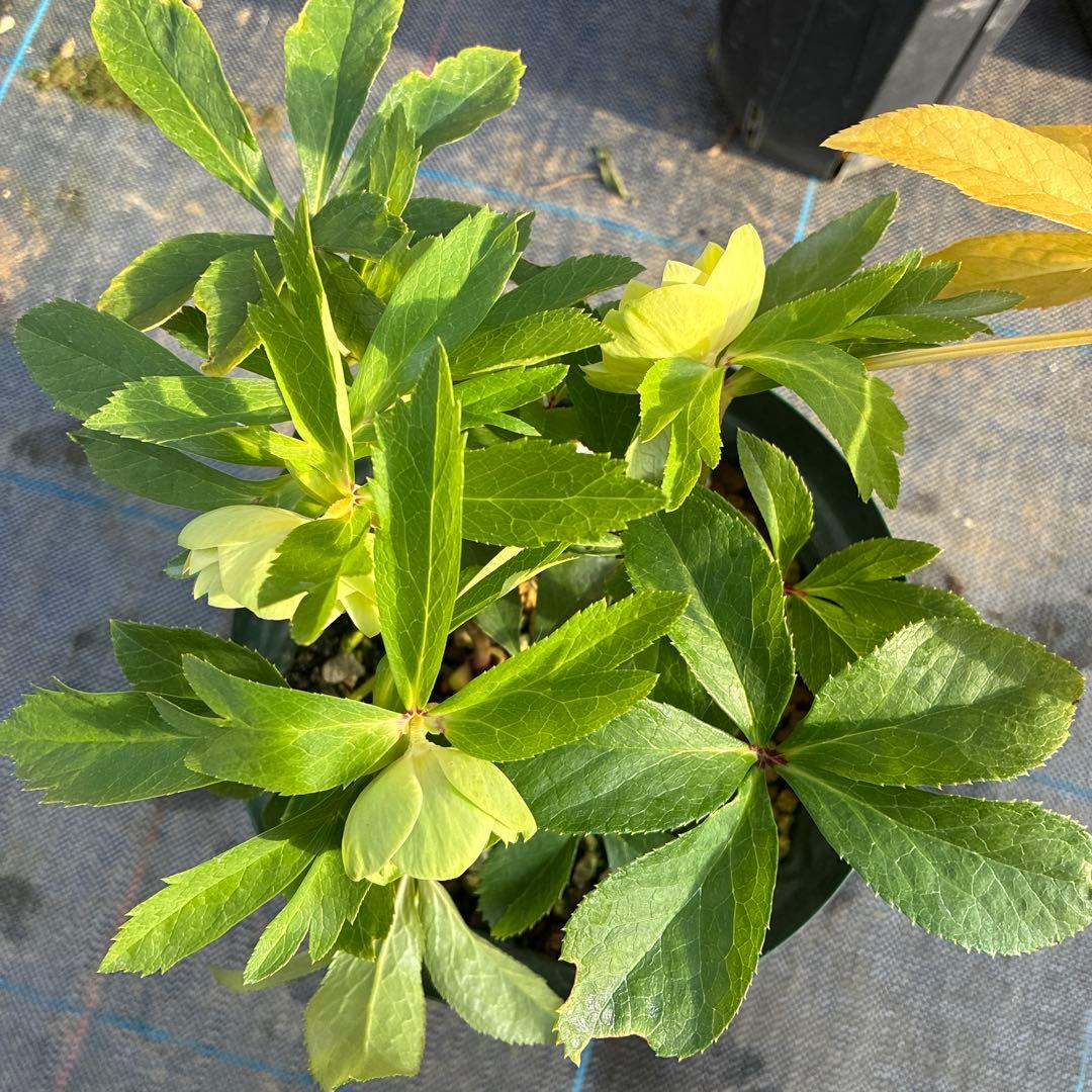 今日まで　クリスマスローズ　グリーンゴールド　　６寸