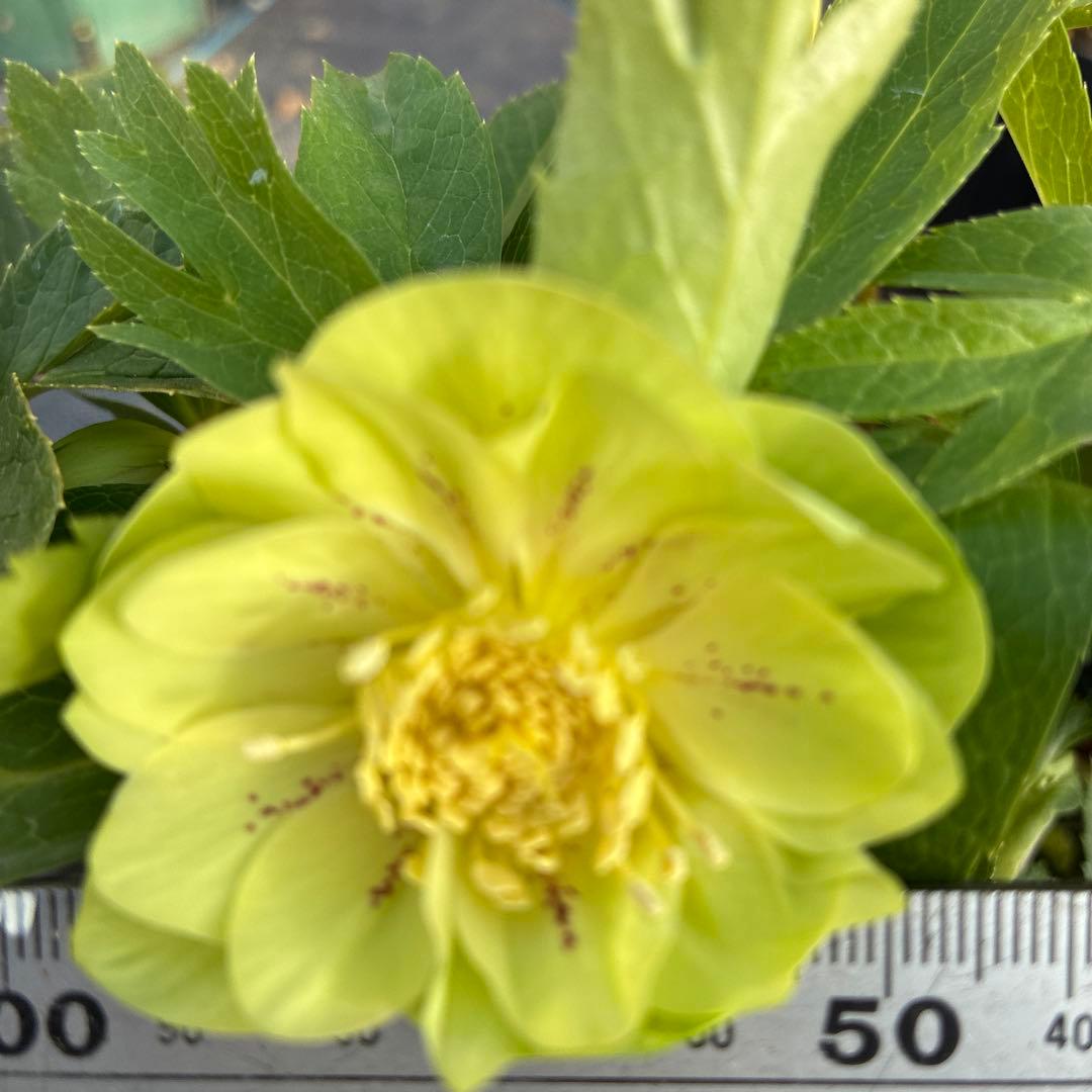 今日まで　クリスマスローズ　グリーンゴールド　　６寸