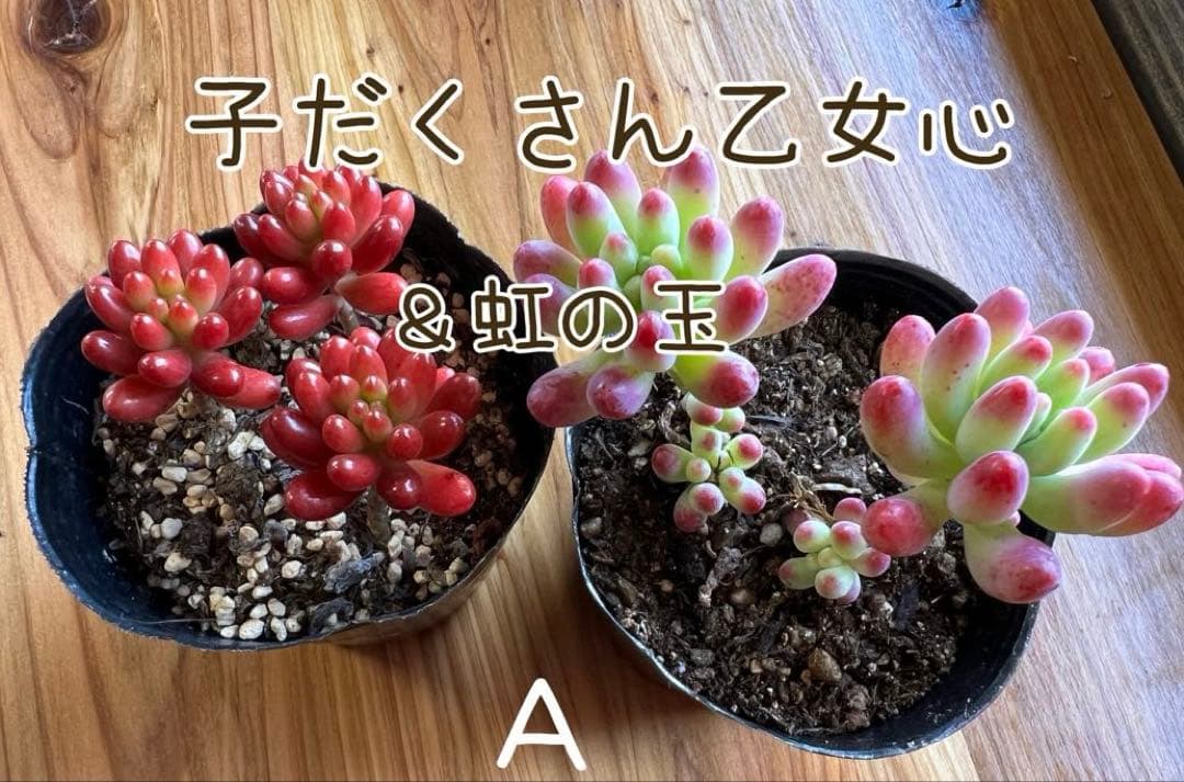 多肉植物♡ 乙女心&虹の玉♡セット(抜き苗) - メルカリ
