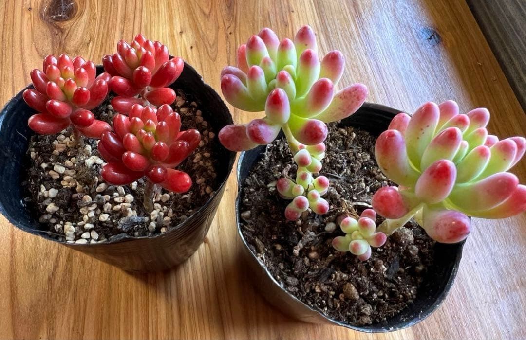 多肉植物♡ 乙女心&虹の玉♡セット(抜き苗) - メルカリ