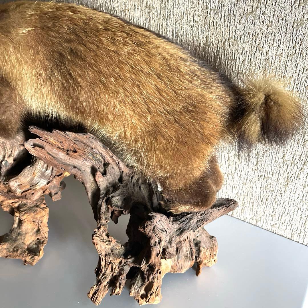 『美品』タヌキ剥製 木製　流木台座付き