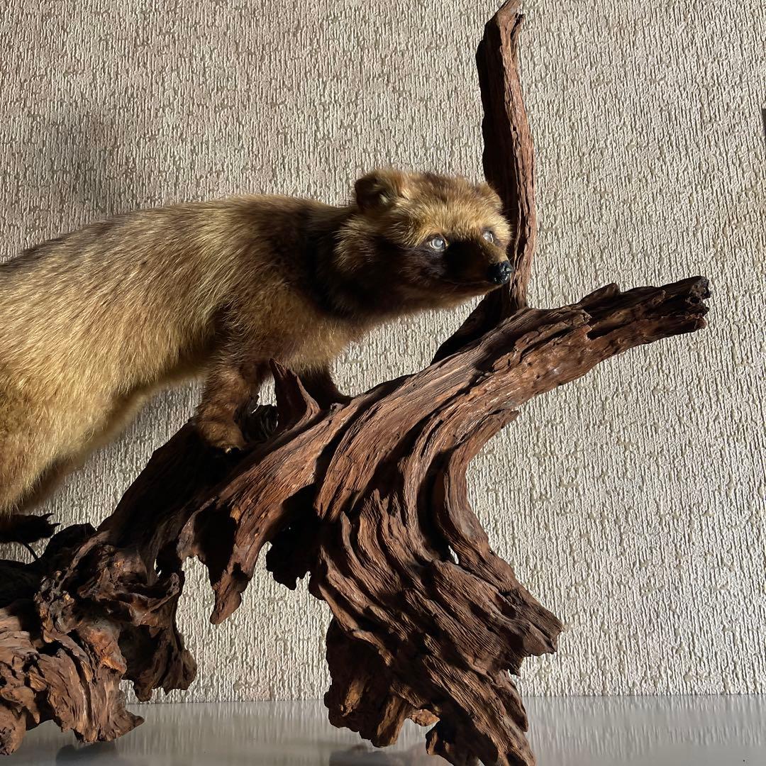 『美品』タヌキ剥製 木製　流木台座付き