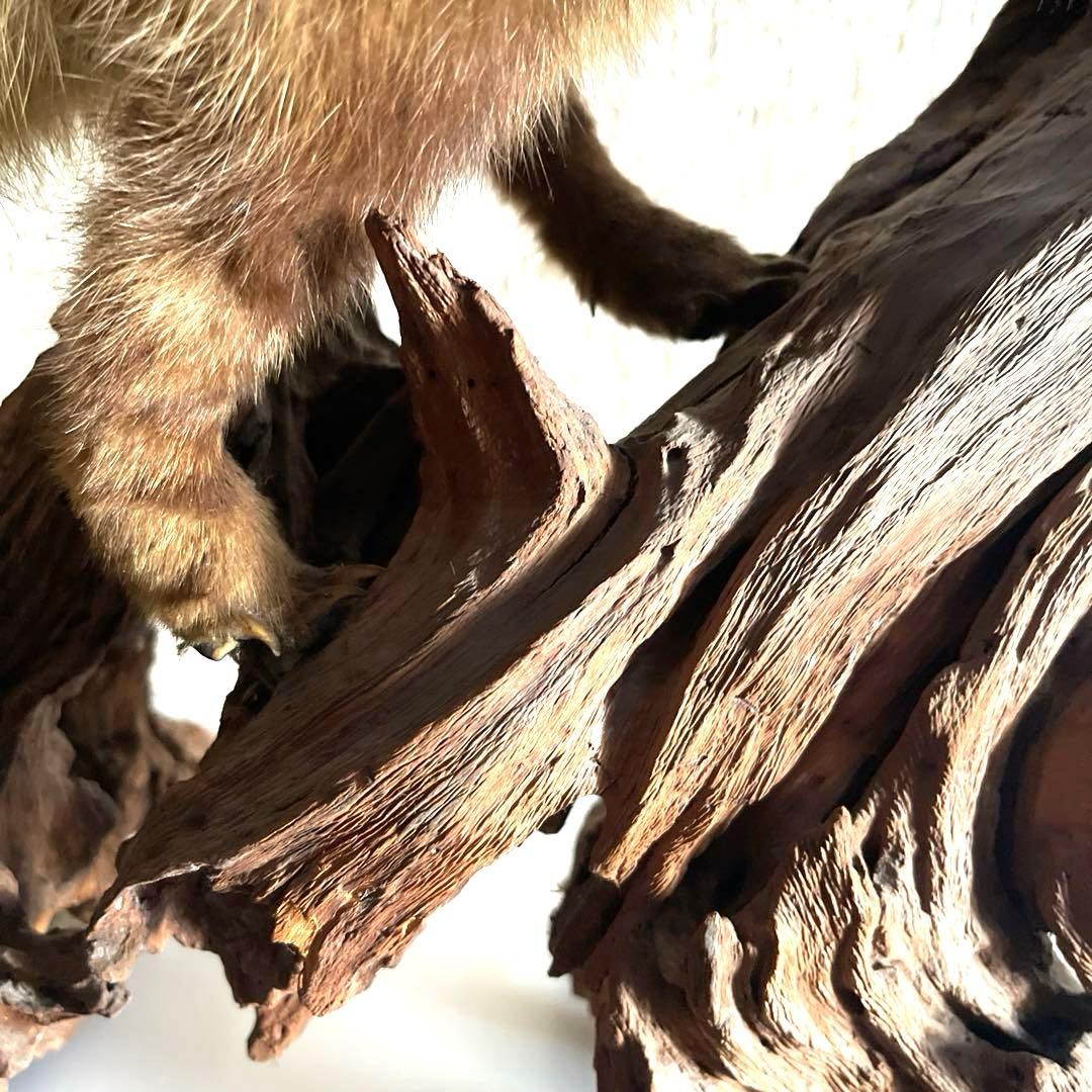 『美品』タヌキ剥製 木製　流木台座付き