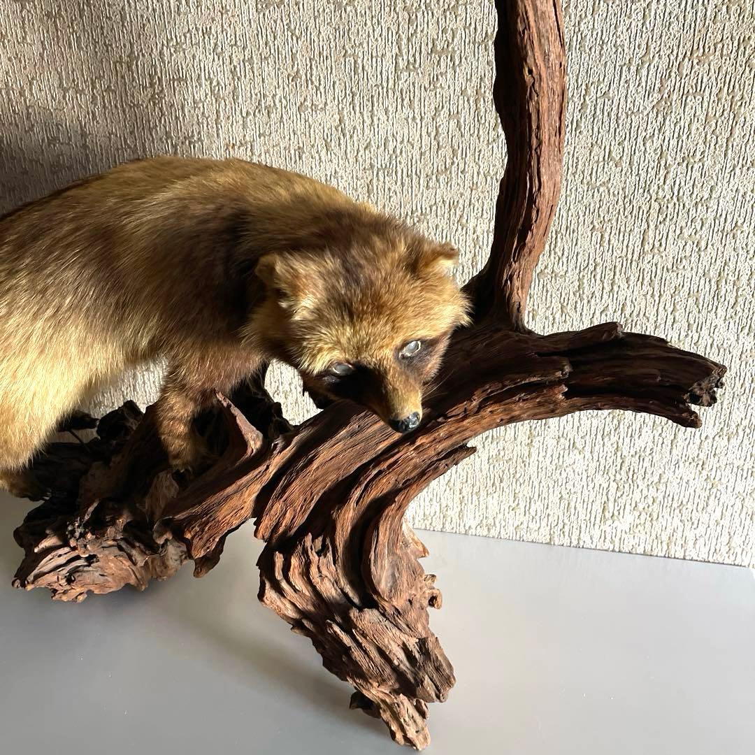 『美品』タヌキ剥製 木製　流木台座付き