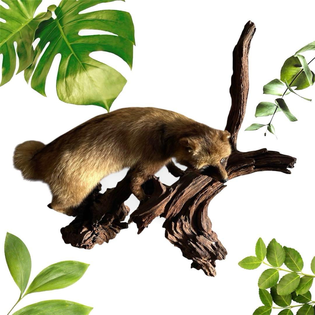 『美品』タヌキ剥製 木製　流木台座付き