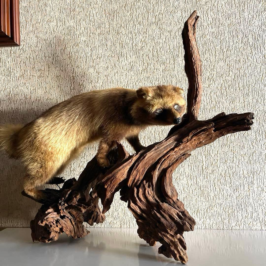 『美品』タヌキ剥製 木製　流木台座付き