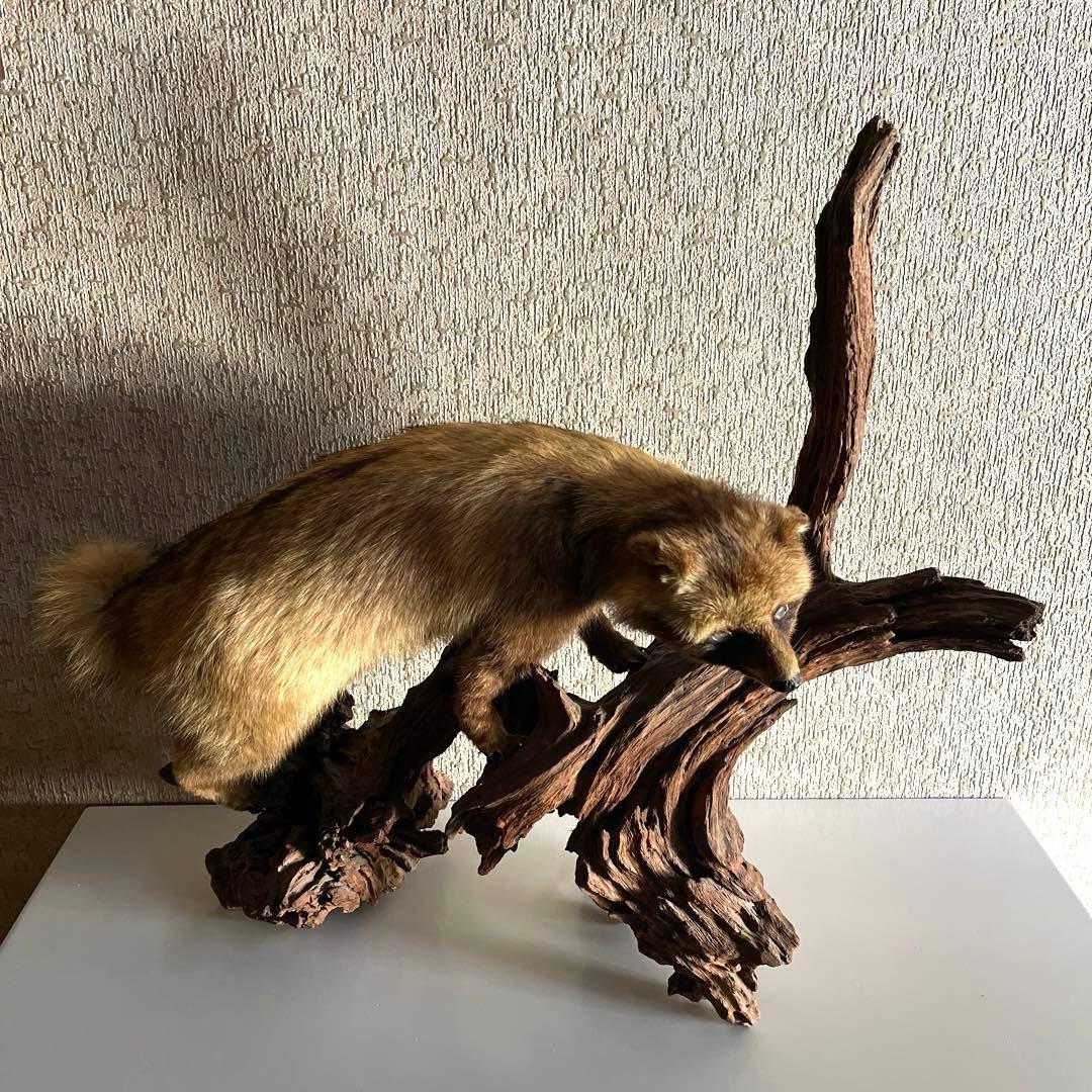 『美品』タヌキ剥製 木製　流木台座付き