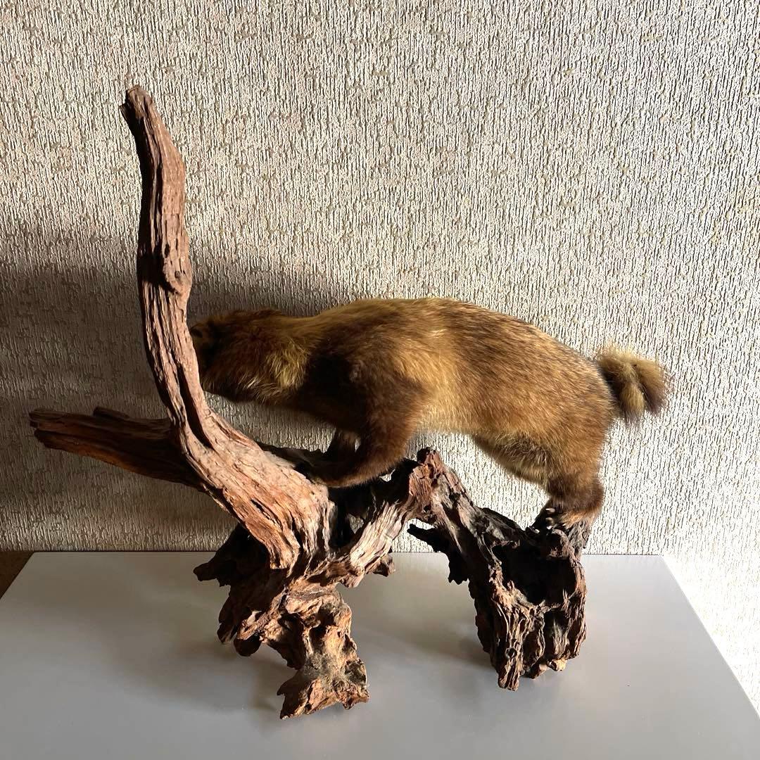 『美品』タヌキ剥製 木製　流木台座付き