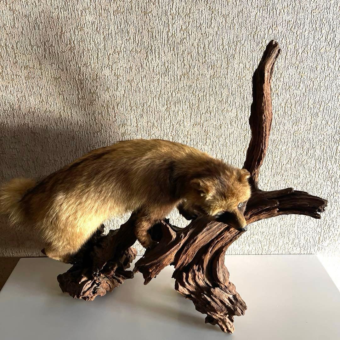 『美品』タヌキ剥製 木製　流木台座付き
