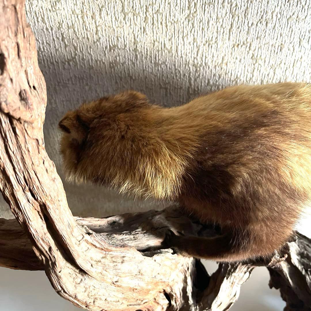 『美品』タヌキ剥製 木製　流木台座付き