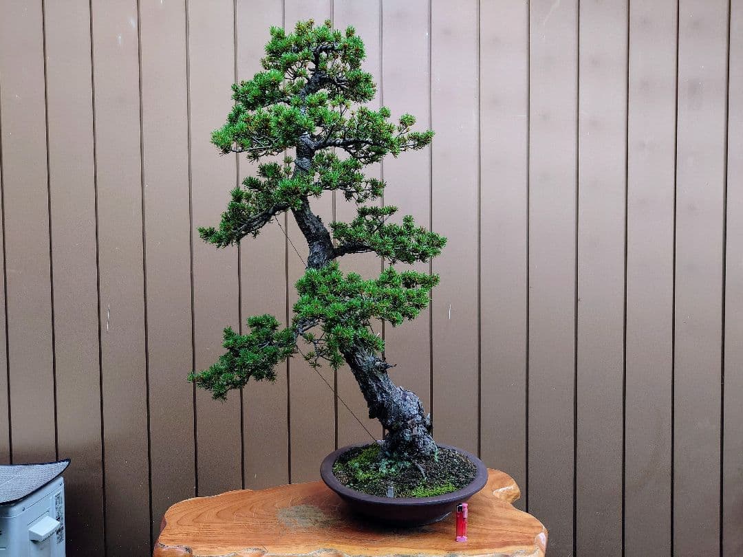 盆栽　瑞祥　五葉松　樹高102cm