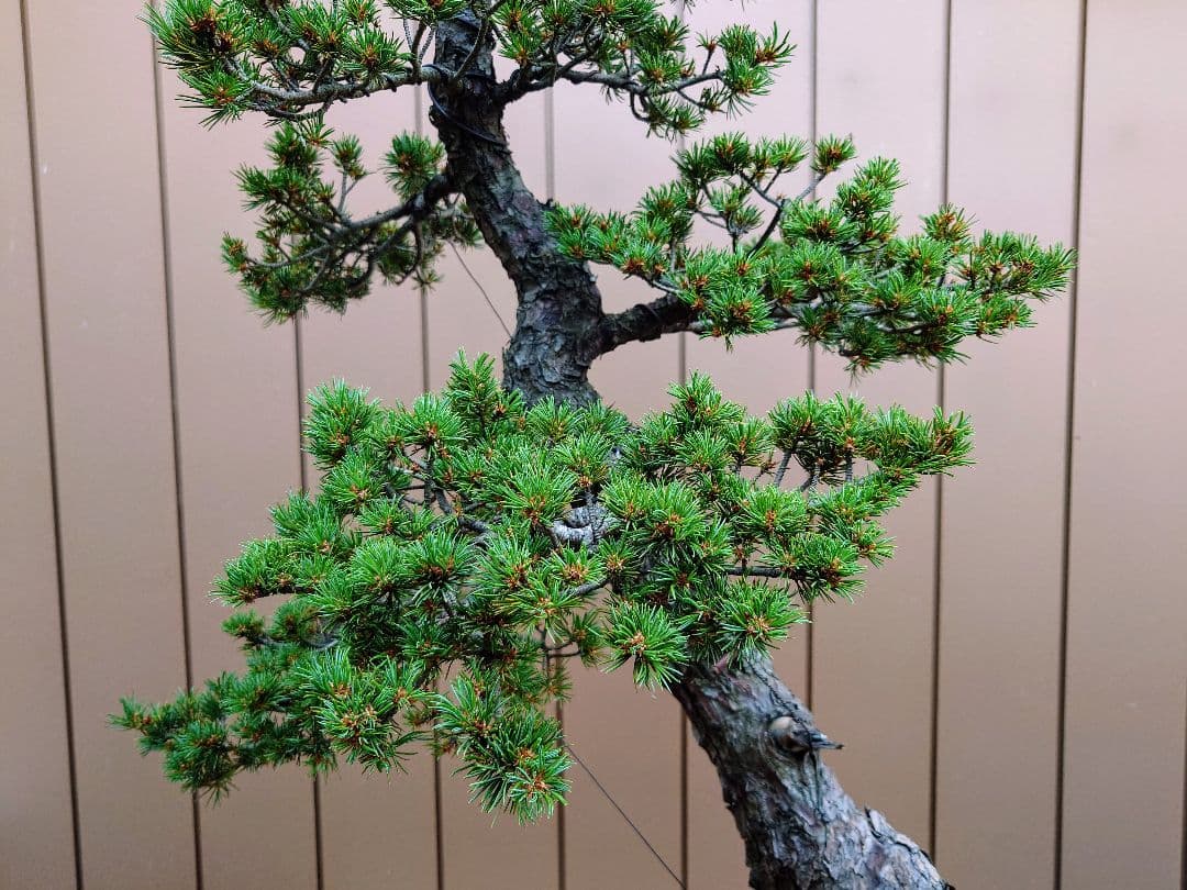 盆栽　瑞祥　五葉松　樹高102cm