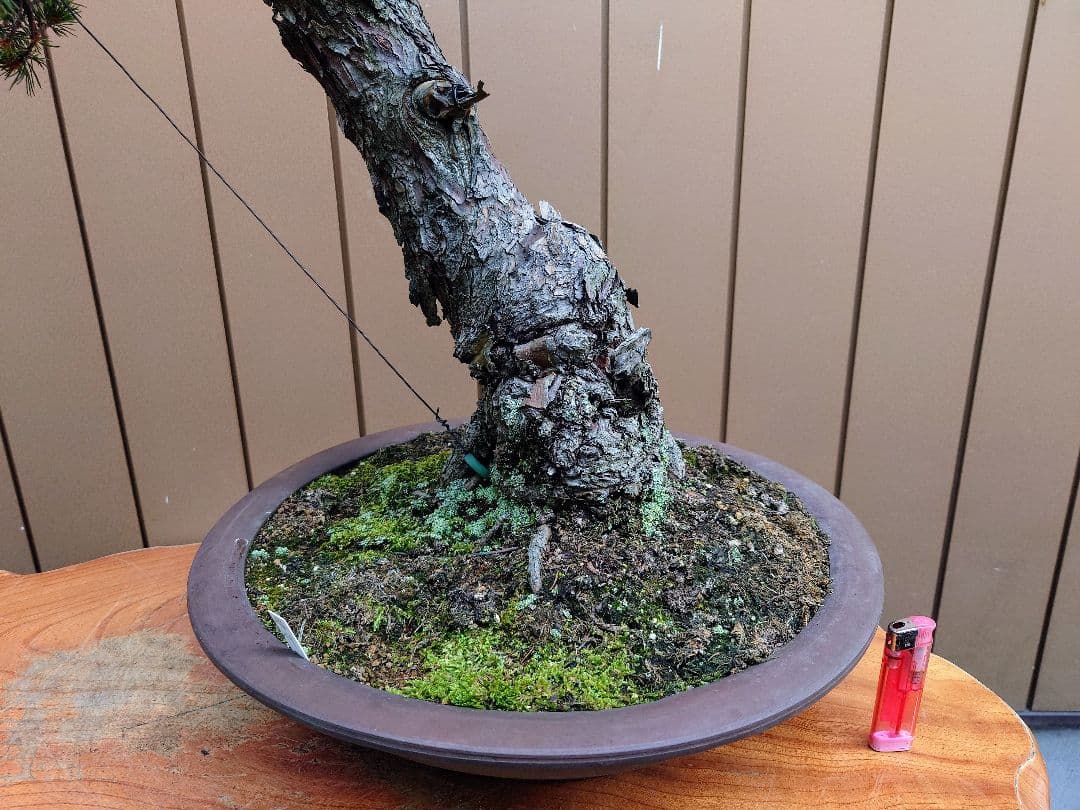 盆栽　瑞祥　五葉松　樹高102cm