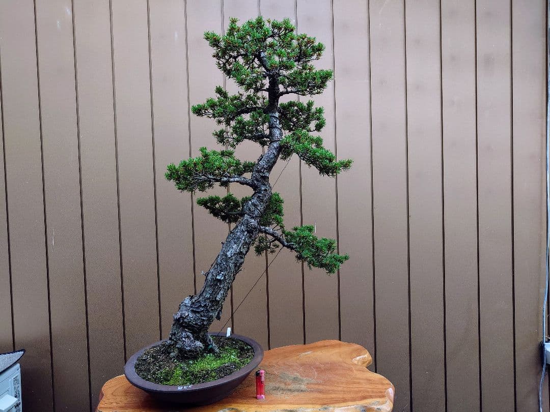 盆栽　瑞祥　五葉松　樹高102cm