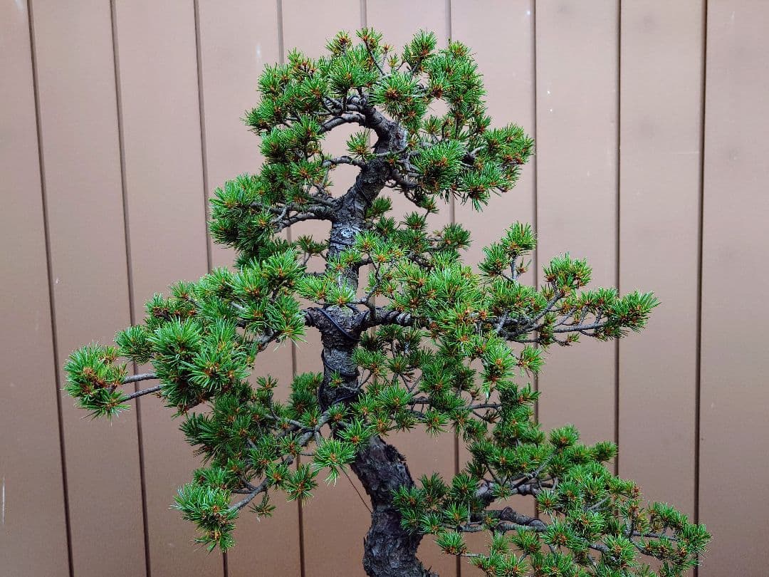 盆栽　瑞祥　五葉松　樹高102cm