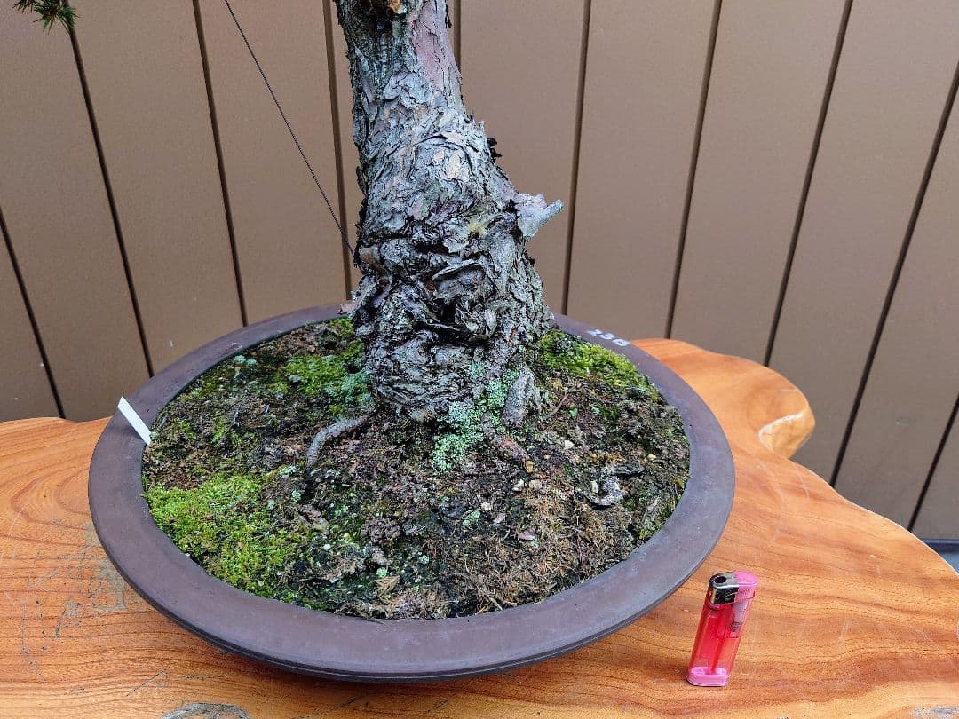 盆栽　瑞祥　五葉松　樹高102cm