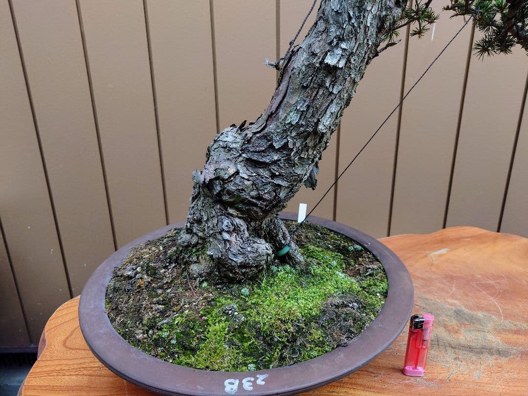 盆栽　瑞祥　五葉松　樹高102cm