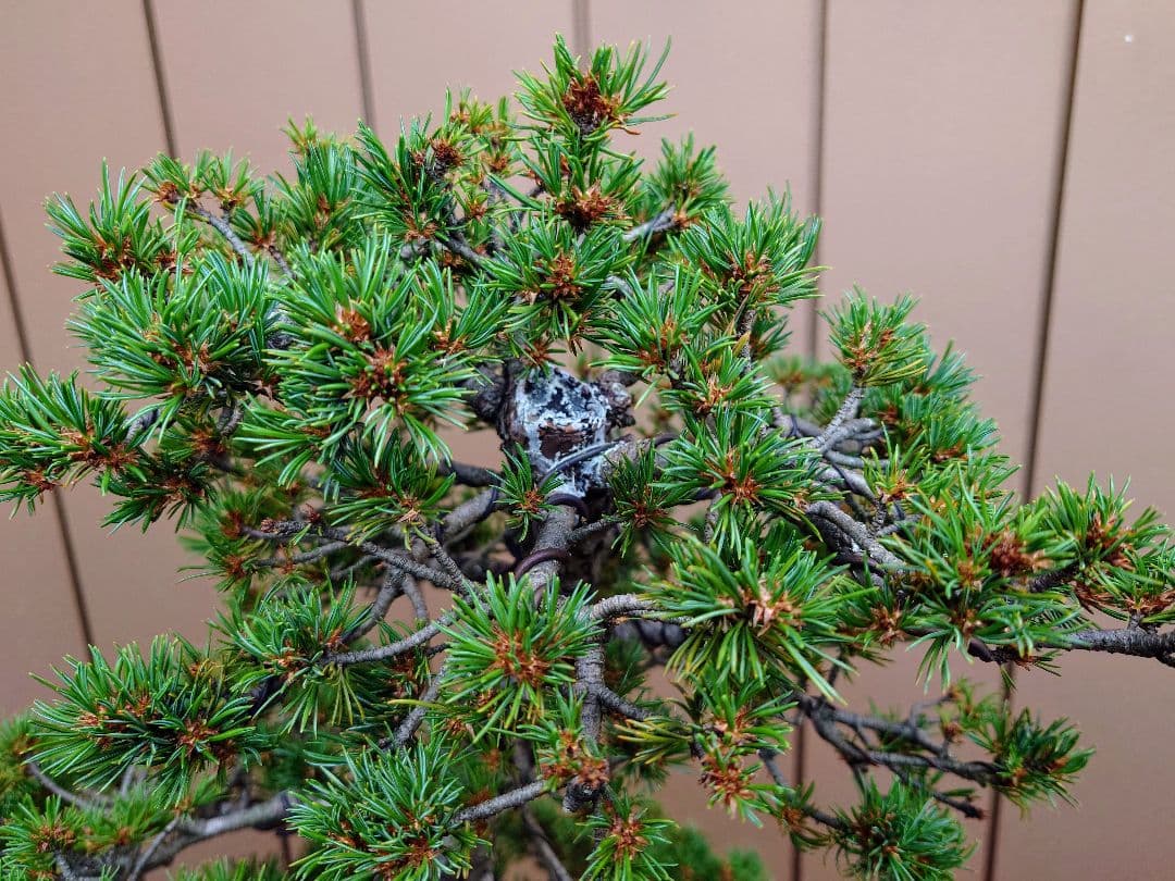 盆栽　瑞祥　五葉松　樹高102cm