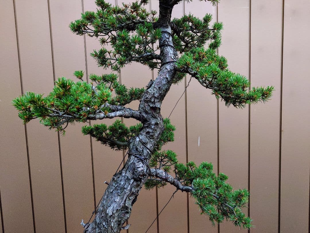 盆栽　瑞祥　五葉松　樹高102cm