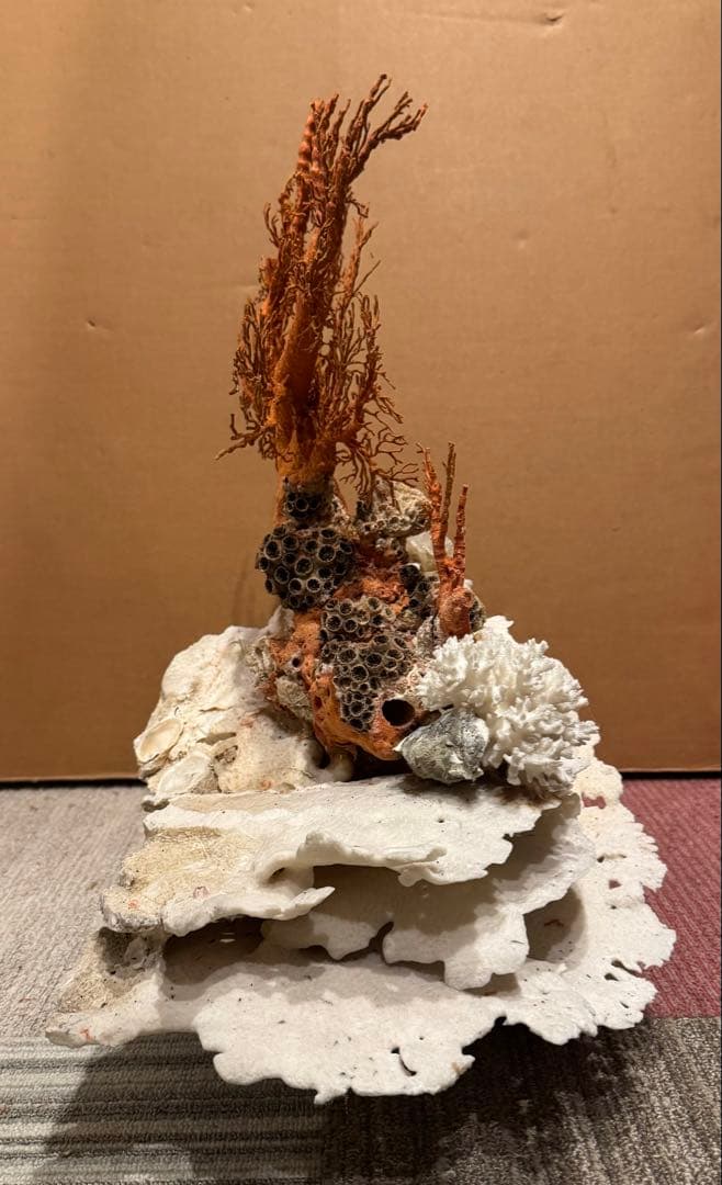 希少 サンゴ 天然珊瑚 原木 コーラル 赤 桃色 インテリア置物