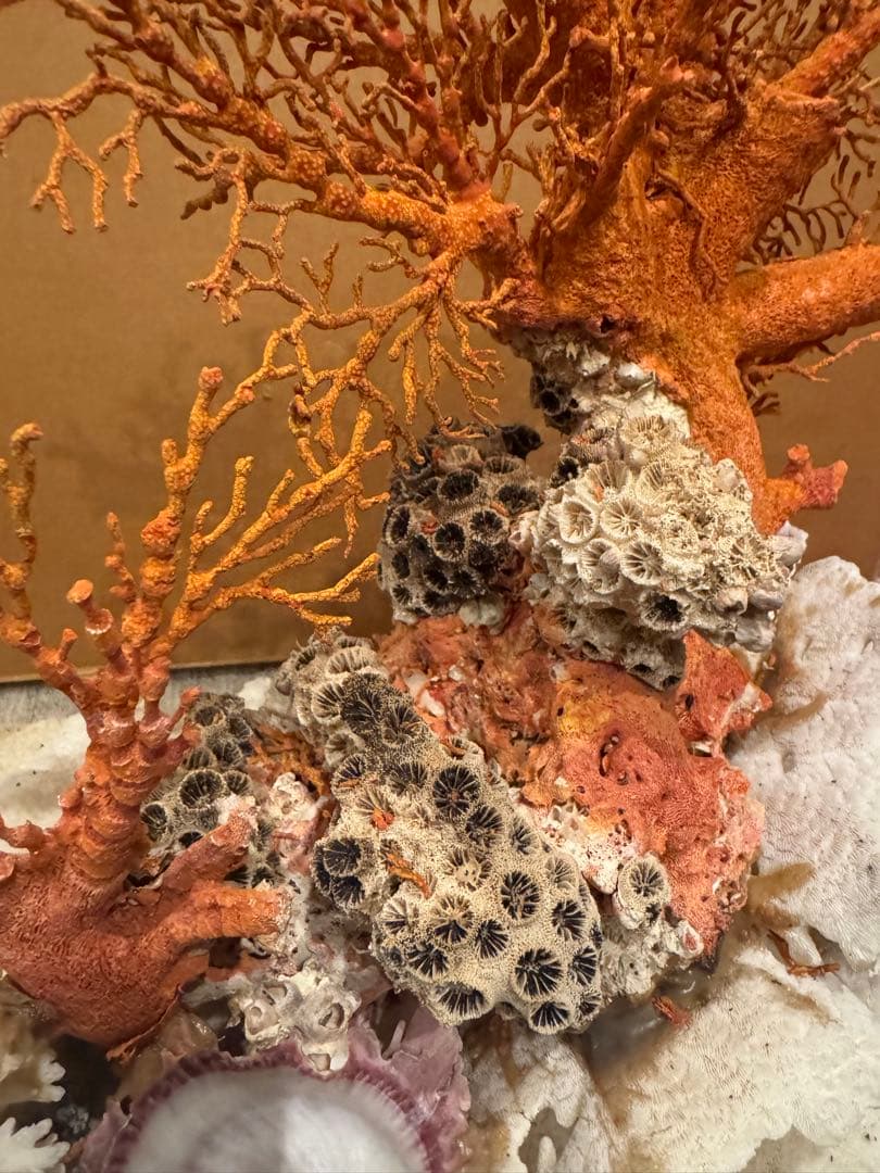 希少 サンゴ 天然珊瑚 原木 コーラル 赤 桃色 インテリア置物