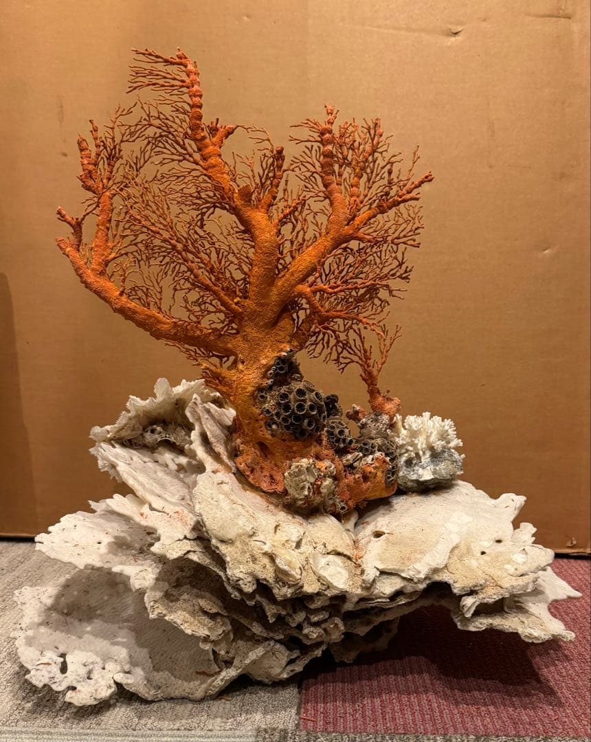 希少 サンゴ 天然珊瑚 原木 コーラル 赤 桃色 インテリア置物
