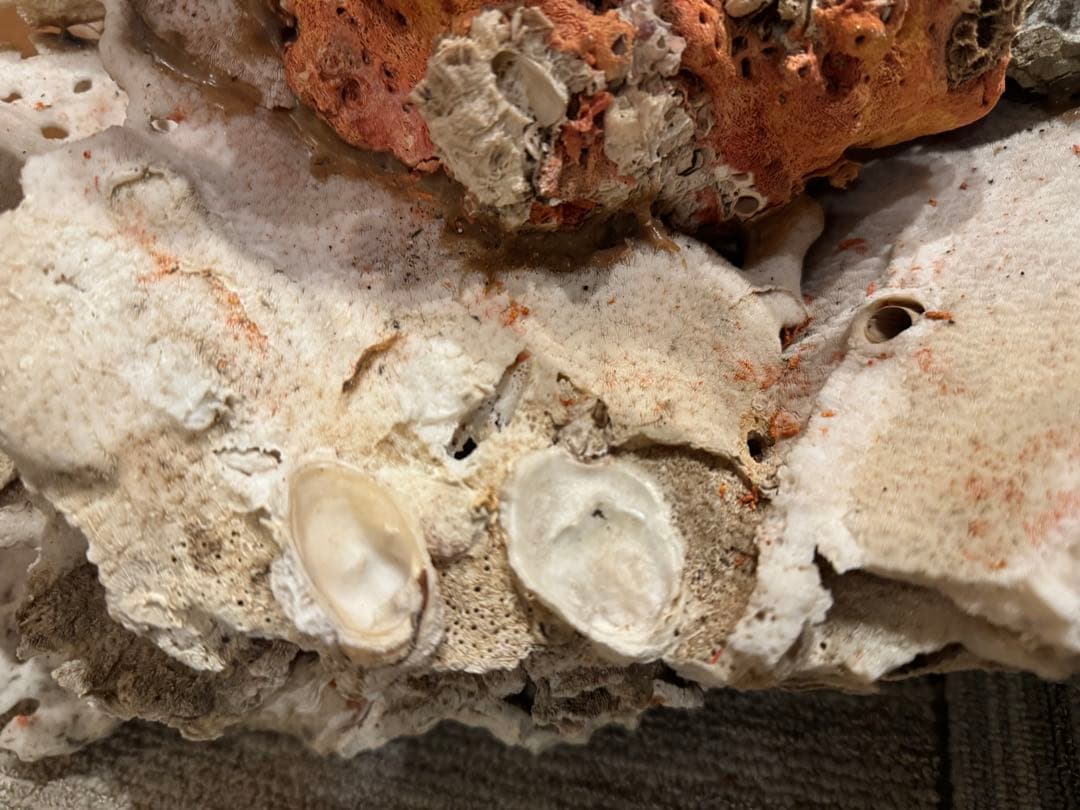 希少 サンゴ 天然珊瑚 原木 コーラル 赤 桃色 インテリア置物