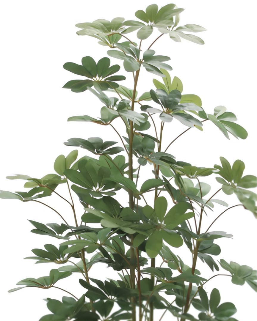 光触媒　人工観葉植物　ウォールグリーン　フェイクグリーン　カポック 1.8m