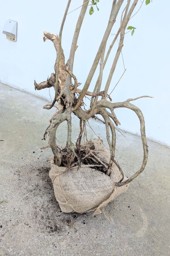 神秘。山採りミツバツツジ。