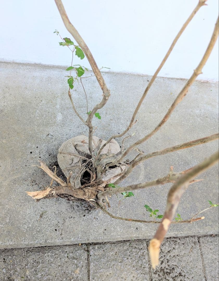 神秘。山採りミツバツツジ。