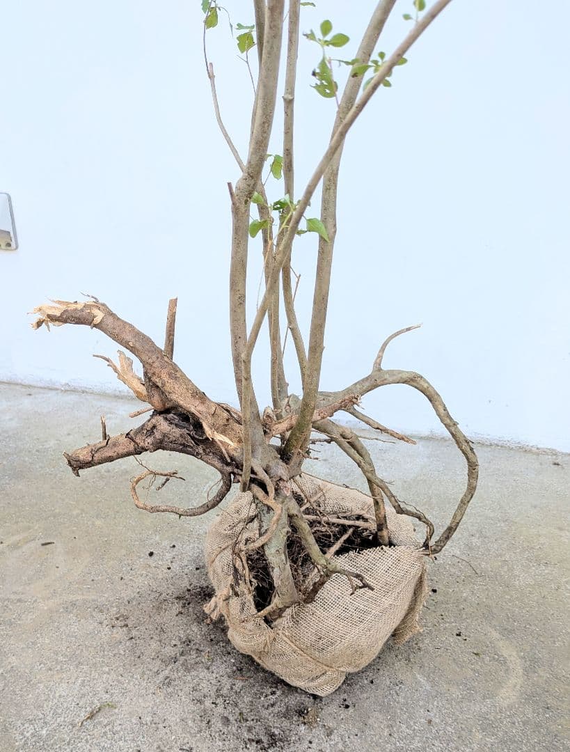 神秘。山採りミツバツツジ。