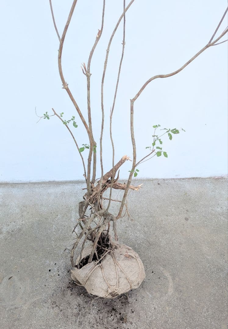 神秘。山採りミツバツツジ。